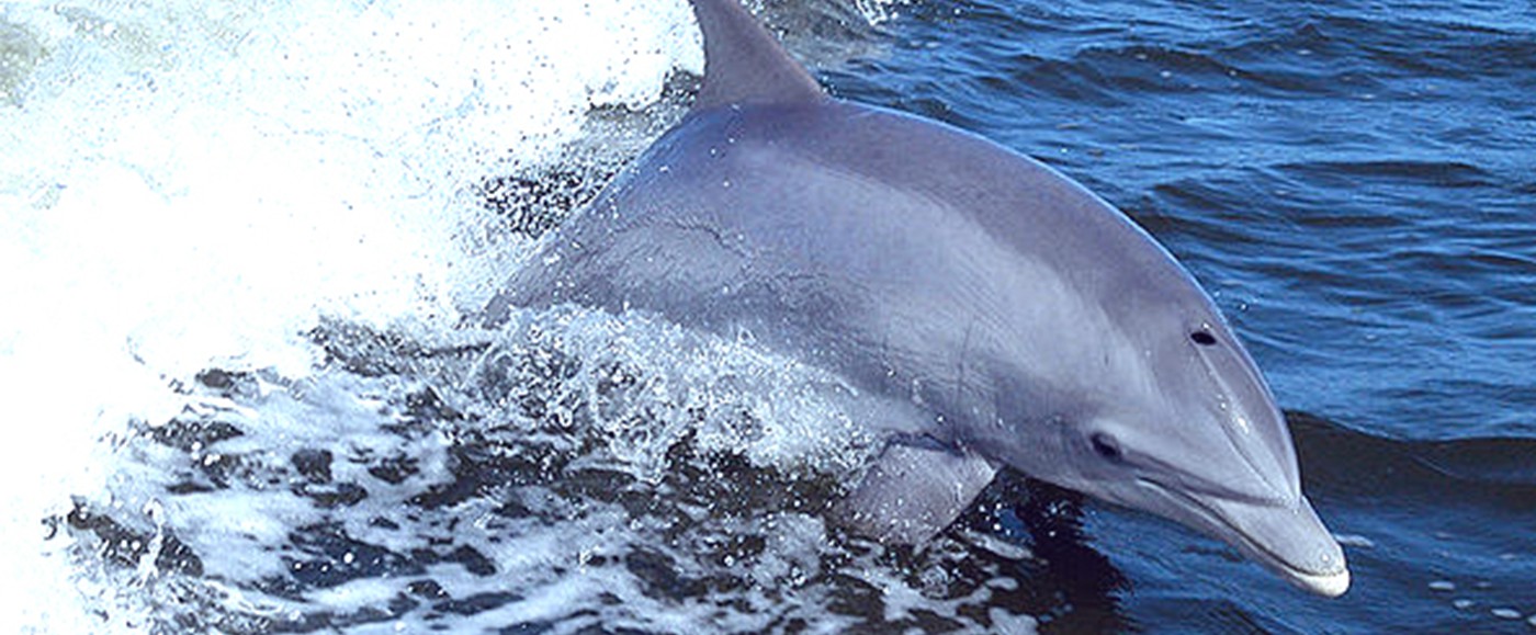 Nager avec les dauphins à Kinika ou Manda Toto, les observer remonter le bras d’océan devant Forodhani.