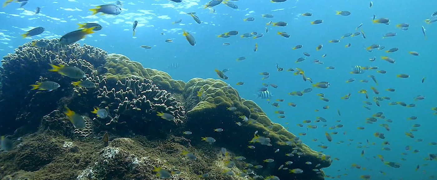 Le spectacle est aussi sous l’eau, plongez avec ces poissons multicolores sur les coraux de Kinika ou Manda toto.