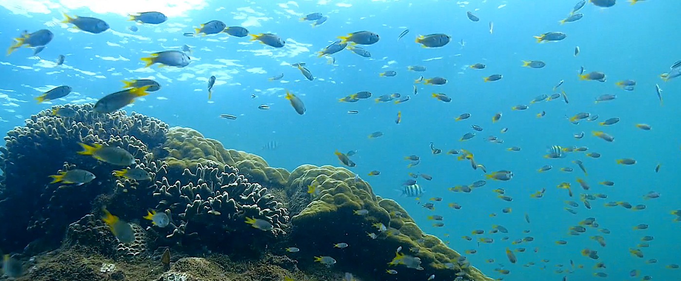 Venez plonger, les fonds marins sont superbes dans cette partie d’Océan Indien !
