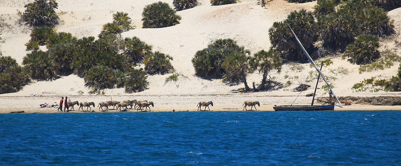 Donkeys coming back from the dunes with sand for Shella and Lamu buildings.